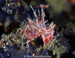 Tiger shrimp
Gangga Island
Nikon d800E, two strobo, 105... by Marchione Giacomo 
